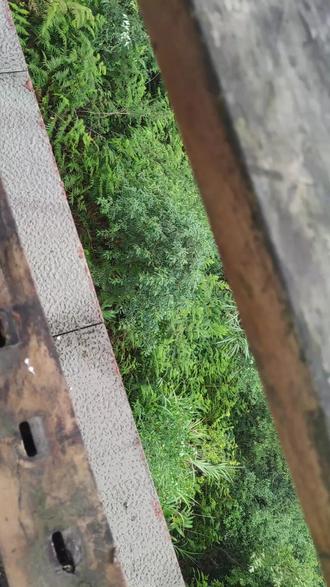 彩虹队丢失领先优势，最终被半山大树逆转获胜