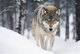 世俱杯官网-狼堡客场失球,难逃失败厄运