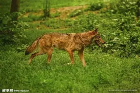 狼堡客场失球,难逃失败厄运 狼堡客场失球,难逃失败厄运